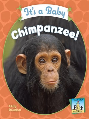 cover image of It's a Baby Chimpanzee!